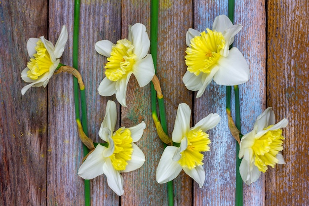 The pattern of flowers narcissuses at retro wooden background
