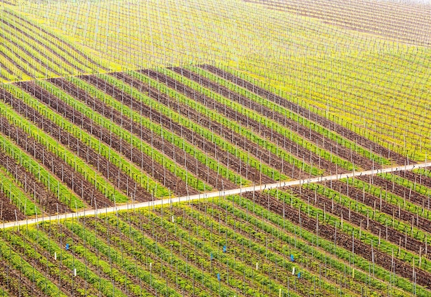 Pattern formed by rows of grape vines in vineyard Castell