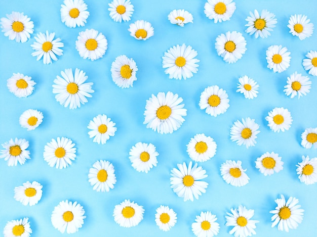 Pattern from chamomile flowers on a blue background.