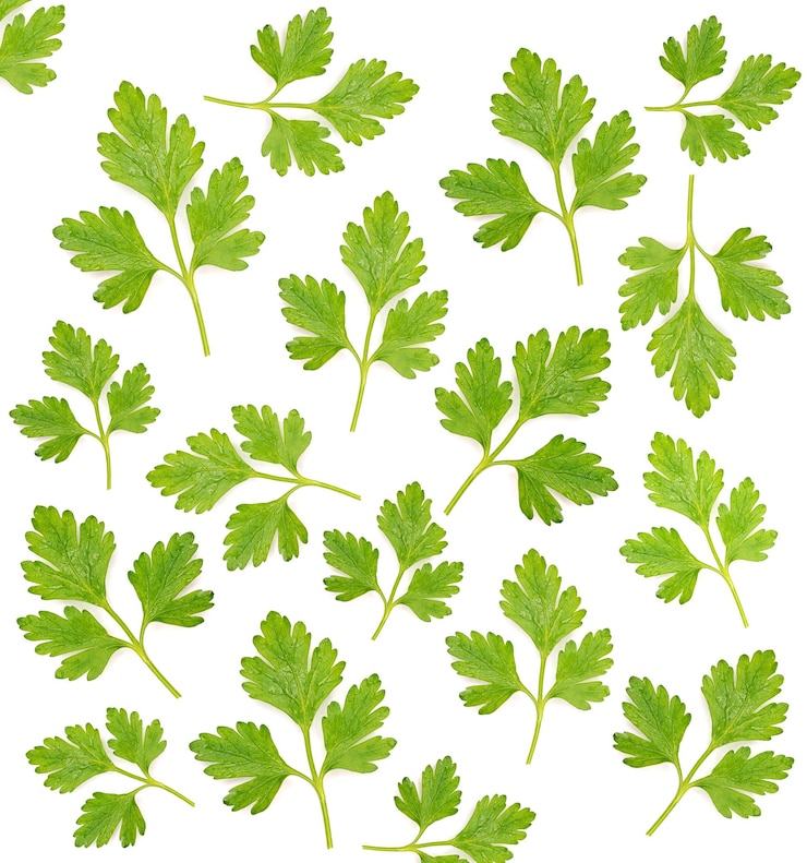 Photo pattern from parsley leaves on white