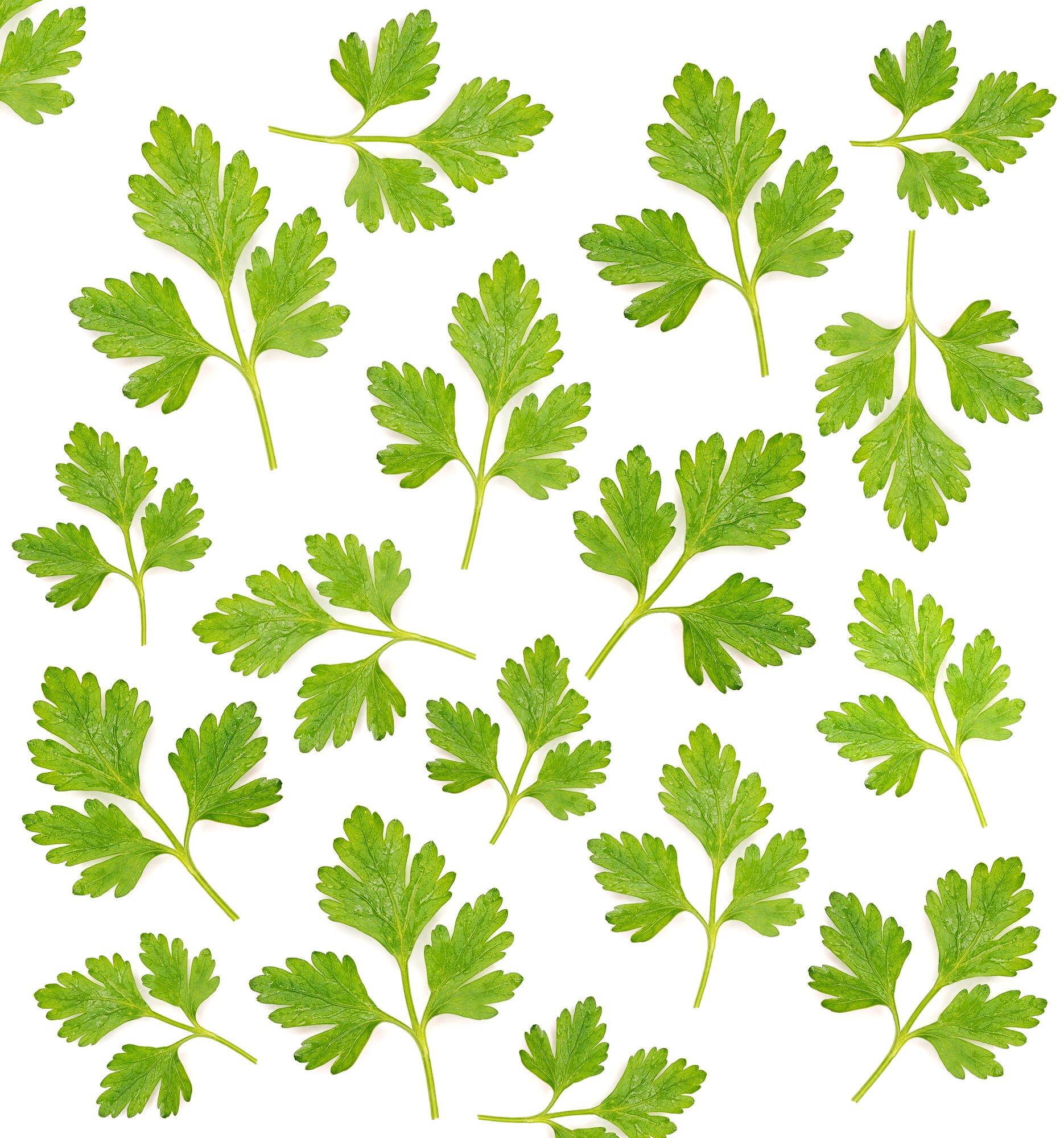 79,000+ Coriander Leaves Pictures