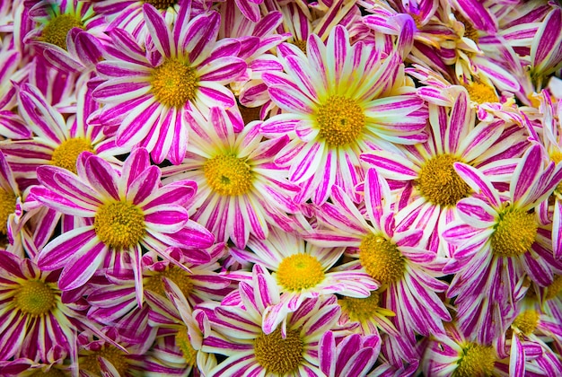Pattern from Vibrant Gerbera pink white gerbera Flowers