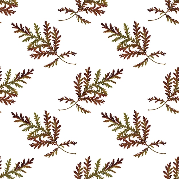 Pattern grass herbarium