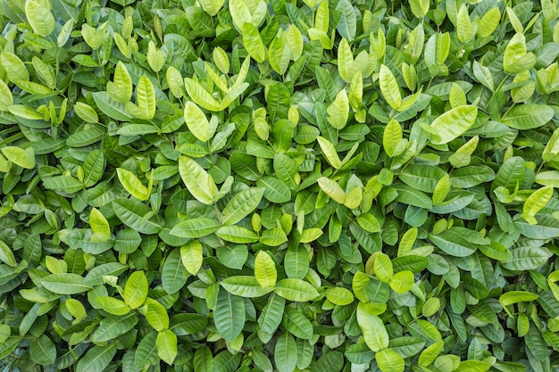 Pattern of green leaf in garden decoration