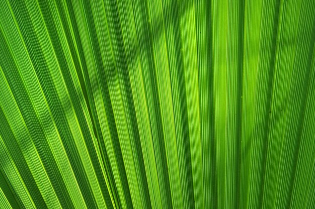 Pattern of a green palm leaf closeup