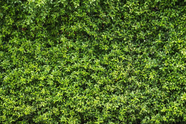 Pattern of green plant wall texture and background