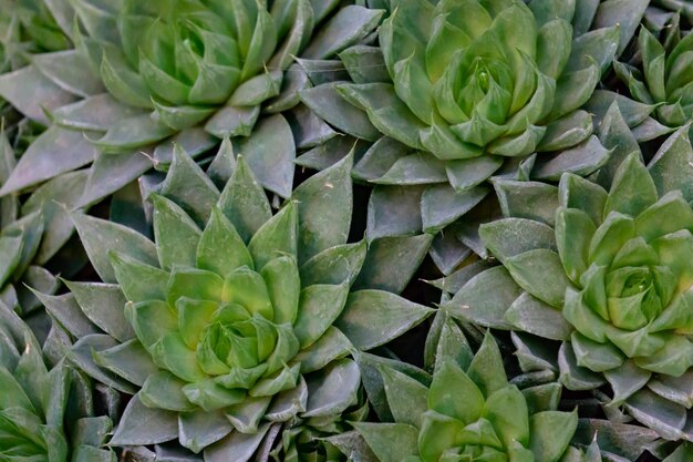 Un modello di fiori succulenti verdi