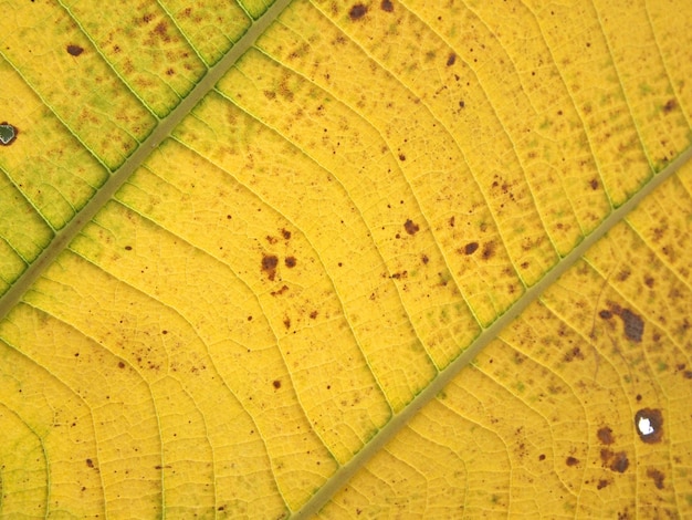 Pattern of green teak leaf