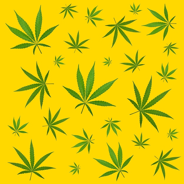 Pattern of hemp cannabis plant leaves over yellow background