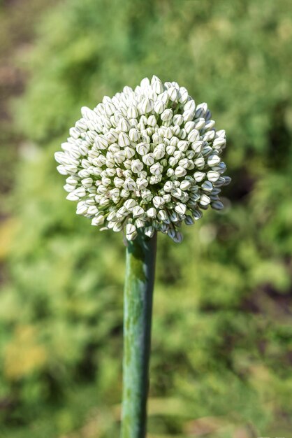 The pattern of a large onion inflorescence Blooming garden onion