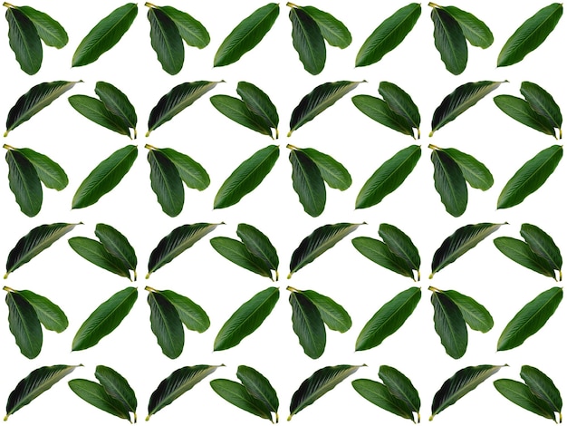 Pattern Leaves background