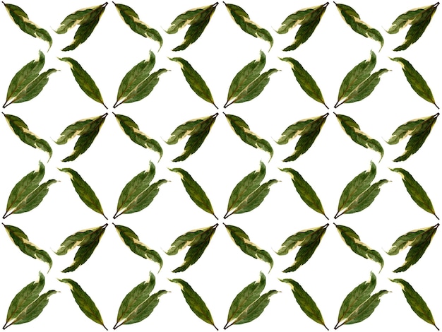 Pattern Leaves on a white background