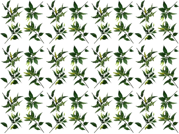 Pattern Leaves on a white background