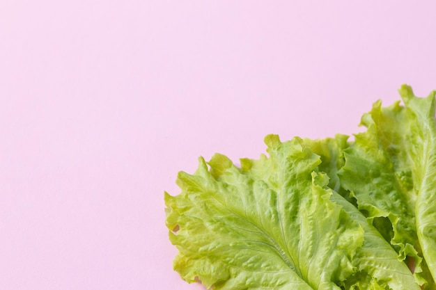 Pattern of lettuce leaves on pink background