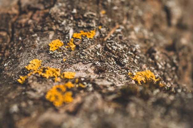 Pattern of lichen moss and fungus growing on a bark of a tree in forest