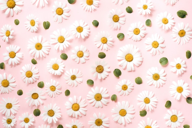 Pattern made of chamomile, petals, leaves on pink