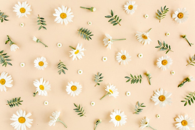 Photo pattern made of chamomiles petals leaves on beige background flat lay top view floral background