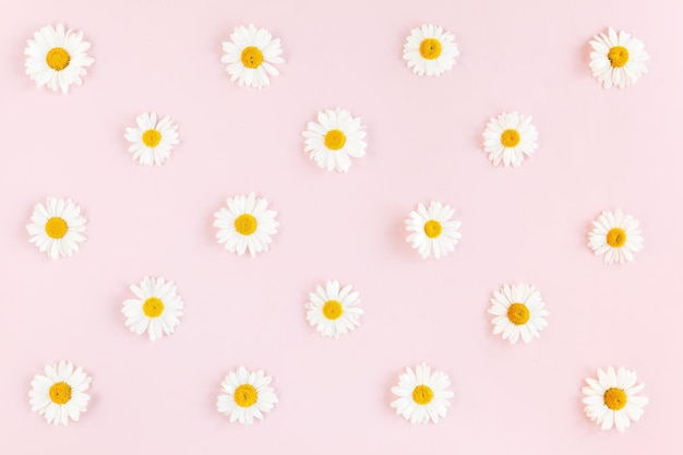 Photo pattern made of chamomiles petals leaves on pink background flat lay top view