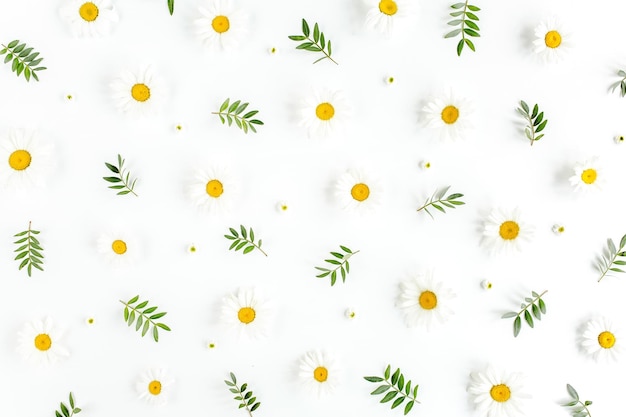 Pattern made of chamomiles petals leaves on white background flat lay top view floral background