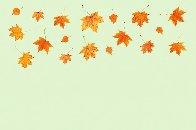 薄緑の背景に乾燥した紅葉で作られたパターン