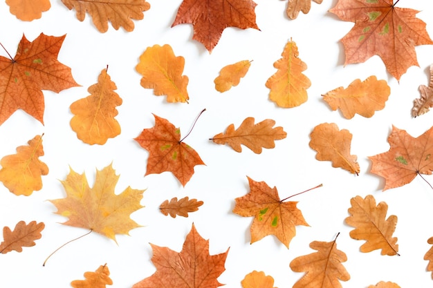 Pattern made from oak and maple leaves