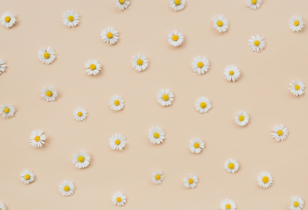 Pattern made of little beautiful white chamomiles