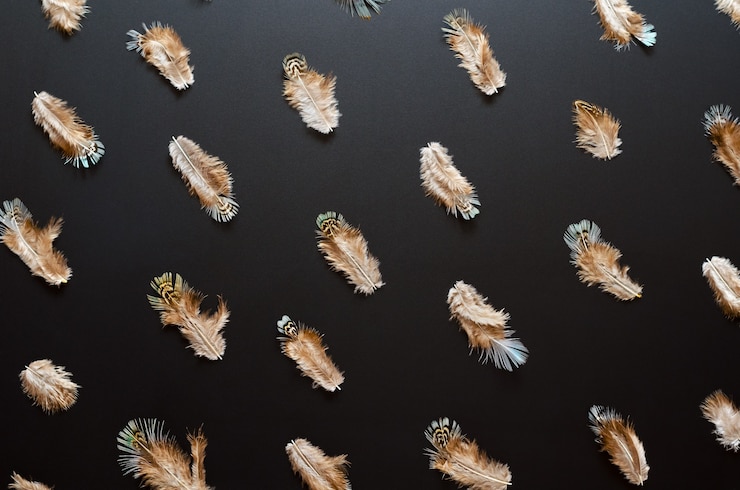 Photo pattern made of variegated feathers on black background