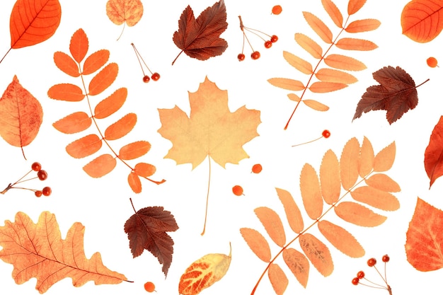 Pattern of natural orange autumn leaves and berry on a white background as a backdrop or texture Fall wallpaper for your design Top view Flat lay