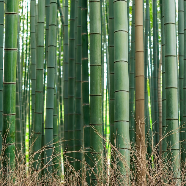 写真 竹林の模様