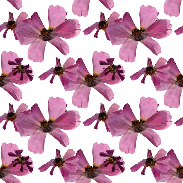 Pattern pink kosmeya herbarium