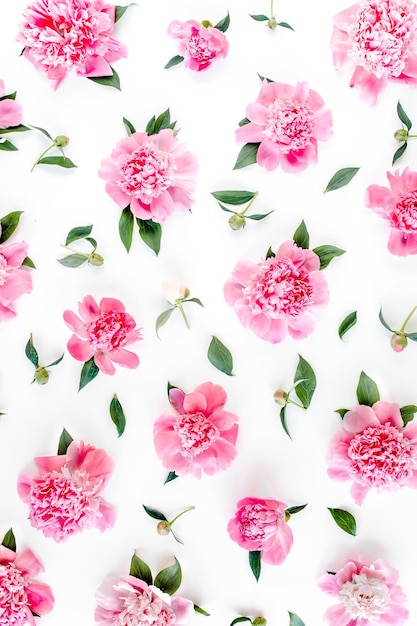 pattern of pink peony flowers on white background peony texture flat lay top view