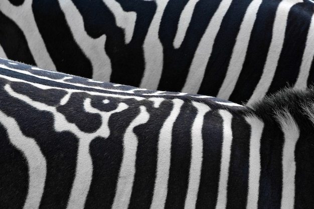 Foto modello e pelle di zebra per lo sfondo.