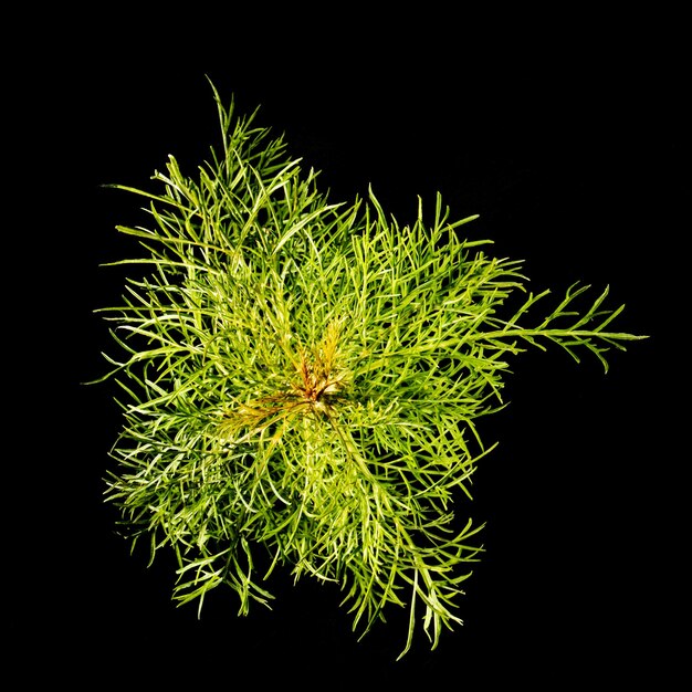 Pattern of small leaves of the kosmeya plant on a black background