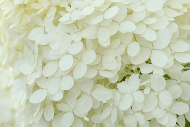 pattern of white hydrangea flowers in the garden