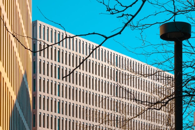 Pattern of windows of office buildings and silhouettes of branches and a street lamp