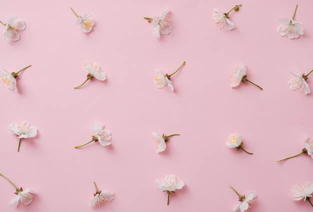 Pattern with flowering sweet cherry on a pink background. Springs and bloom and minimal modern concept.