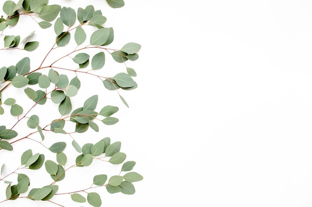 Pattern with green leaves eucalyptus populus isolated on white background flat lay top view