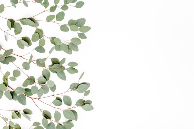 Pattern with green leaves eucalyptus populus isolated on white background flat lay top view