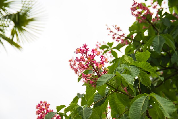 Pattern with pink chestnut blooming flowers and green leaves