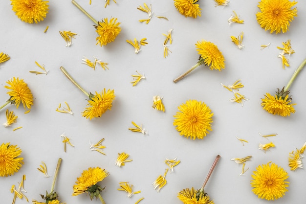 灰色の背景に黄色のタンポポの花と花びらを引き裂いたパターン。野花とトレンドカラー、そしてモダンなミニマルフラットレイ。