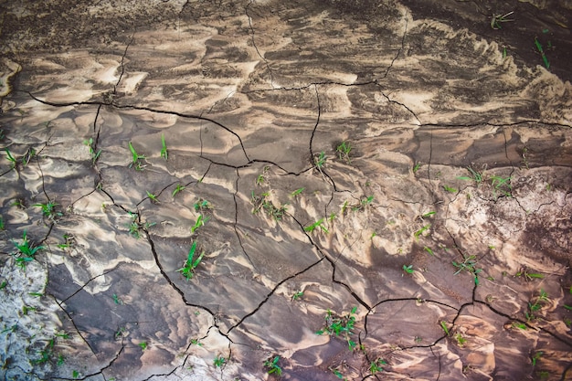 싹이 튼 어린 풀과 무성한 녹색 패턴의 마른 진흙 흐름으로 인해 흙 샘플이 형성되었습니다.