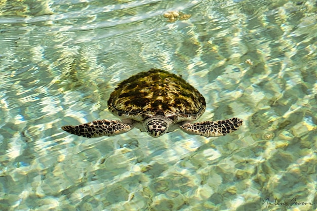 Foto tartaruga di mare selvaggia modellata che si tuffa in una laguna poco profonda