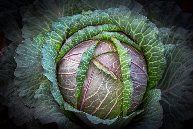 Photo patterns and colors of fresh cabbage in the garden.