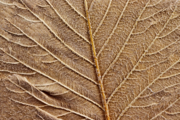 Patterns and texture of dried tree leaves