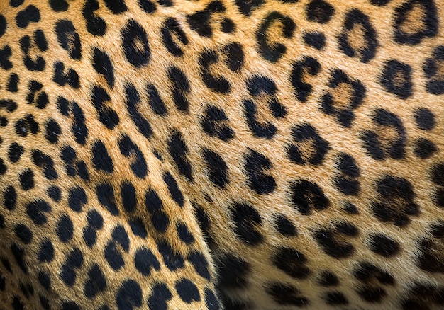 Photo patterns and textures of leopard for background.