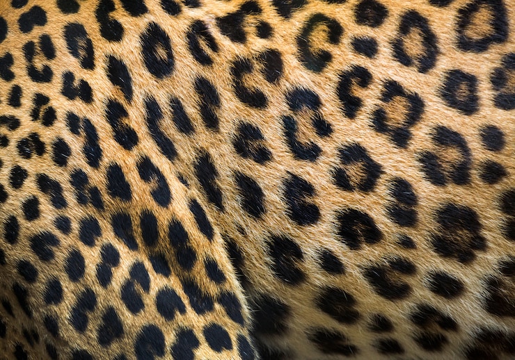 Photo 背景のヒョウのパターンとテクスチャ。