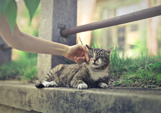 Foto accarezzando un simpatico gatto