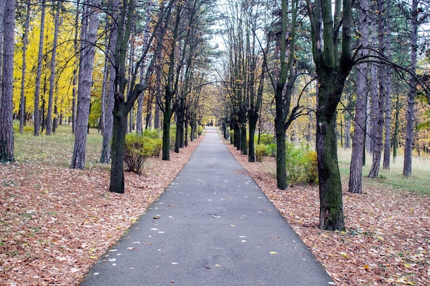 patway among old woods in deep forest