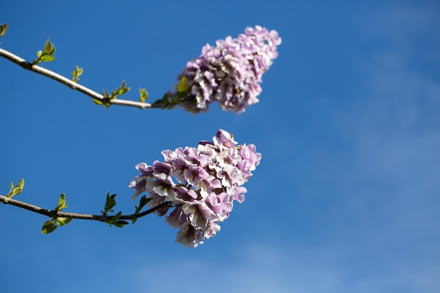 Photo paulownia branches blooming with blue sky