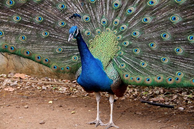 Foto pauw in de blauwe zee